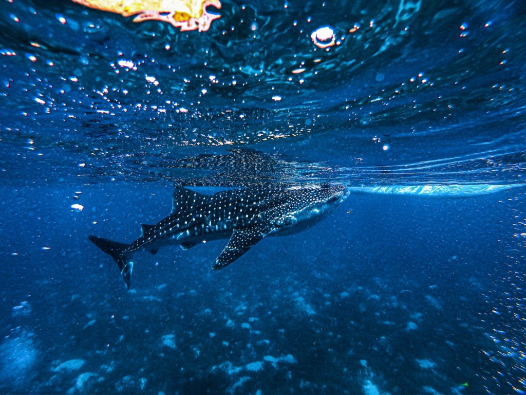 shark under water